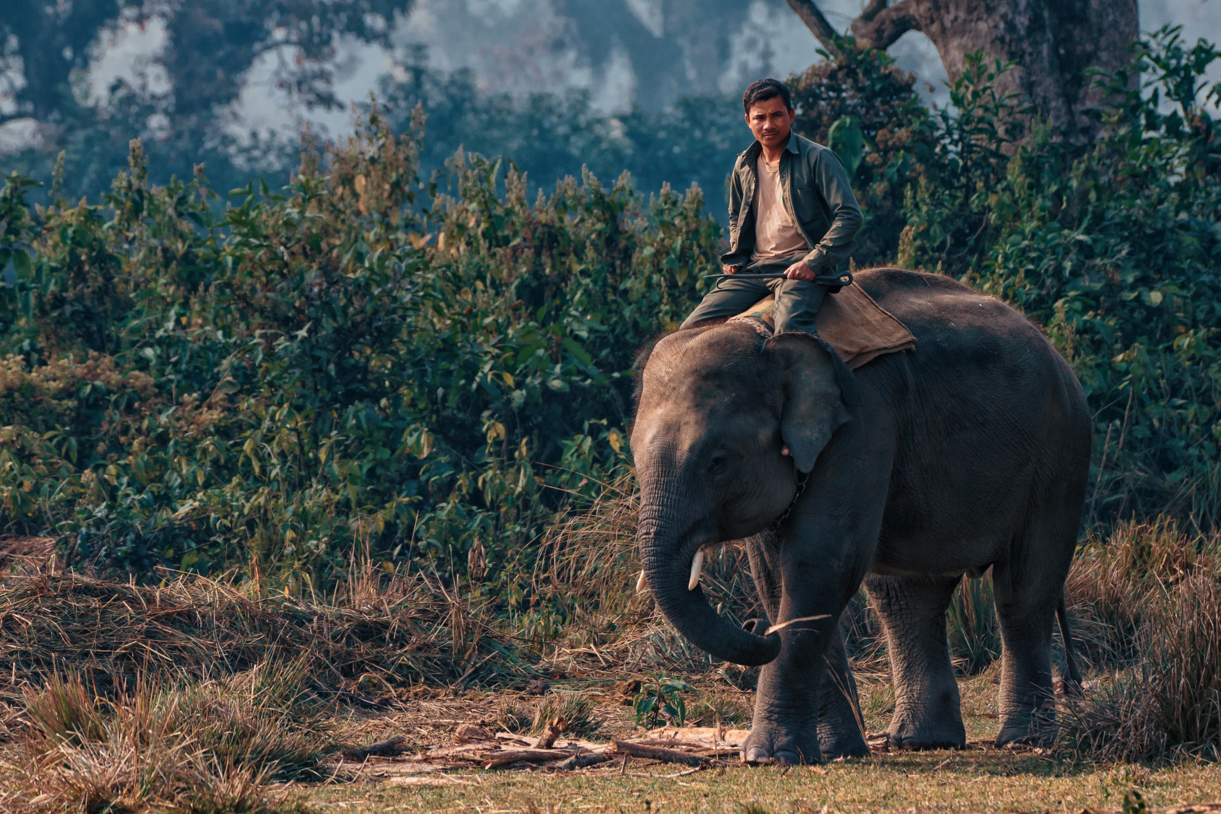 chitwan national park (nepal) (4).webp